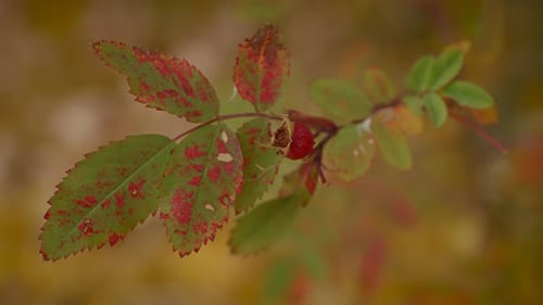 Leaves Changing Colors In Autumn Season With Defocus Backdrop. Close Up