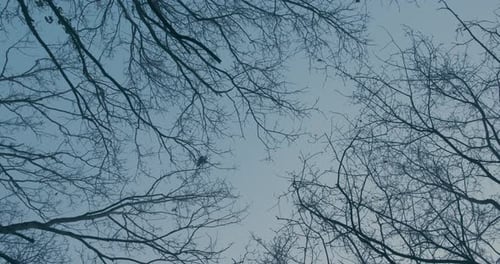 Tree top branches isolated on blue sky. Camera spin around shot