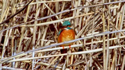 A Common Kingfisher (alcedo atthis) in the Reed, Germany