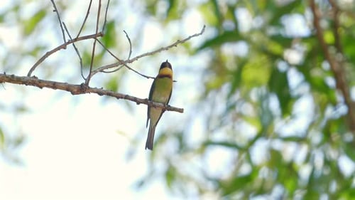 Vibrant Beeeater Bird Perched on Branch Against Softfocus Green