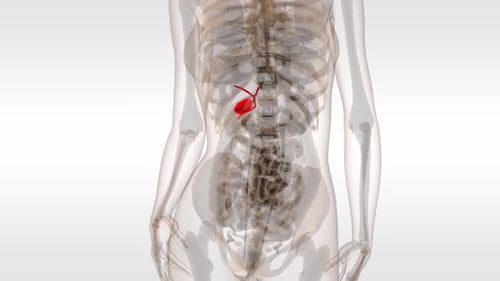 Human body anatomy with highlighted gallbladder in transparent view