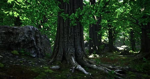 Lush Forest with Thick Trees and Vibrant Green Leaves at Midday