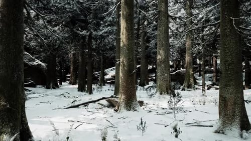 Snow Covered Winter Forest with Tall Trees and a Serene Atmosphere