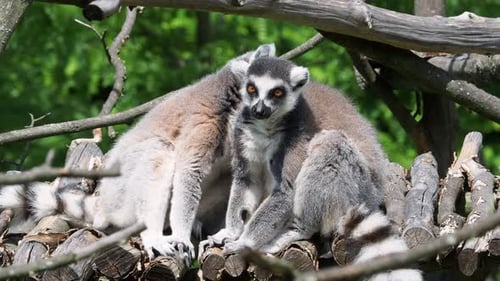 Ring-Tailed Lemurs Grooming in a Tree