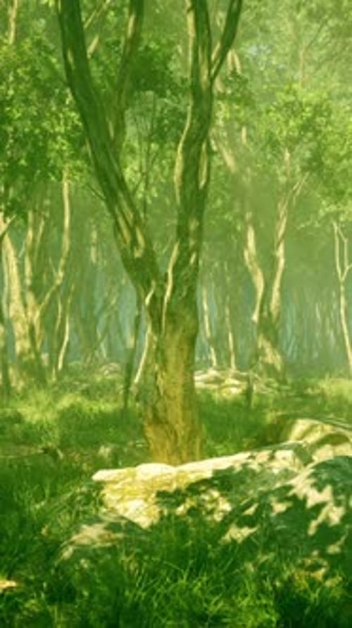Dark Forest with Fog in Background