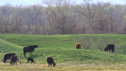Cattle grazing in a green field