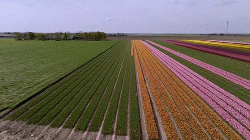 Aerial View: Pink and Orange Tulip Flower Fields