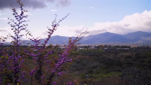 Large vue panoramique sur la montagne de Parnitha recouverte de nuages, révélée derrière Cercis siliquastrum bl