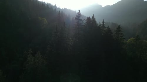 Serene Sunrise Over Misty Mountain Forest Brings Tranquility and Beauty to Untouched Wilderness