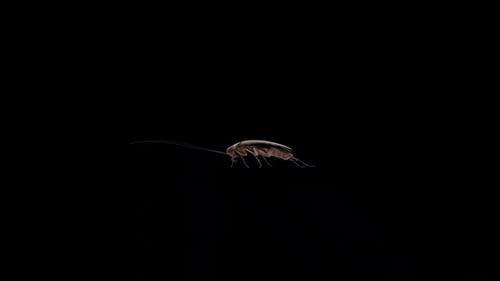 Cockroach Idle