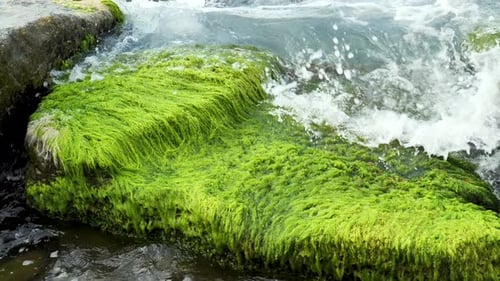 Seaweeds Between The Waves