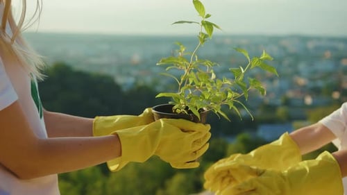 Children with Mom Hands Holding Young Tree Plant Landscape on the Background Leaf Earth Agriculture