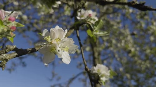 White Apple Tree Flower Close Up Branch White Flower Sunny Day
