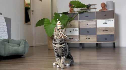 Tabby Cat Playing with Toy in Home