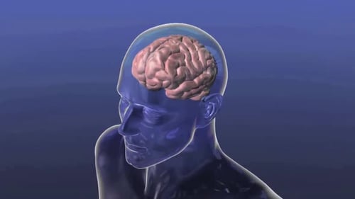 Cerebro humano visible a través de una cabeza transparente sobre fondo azul oscuro