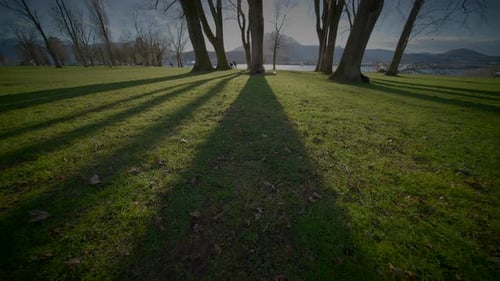 Young Male Traveling Walking in Park Looking at Trees Outside