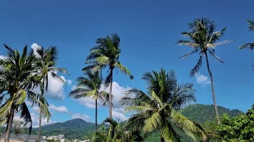 Palm Trees Close Up in a Blue Sky with Clouds in Phuket Thailand