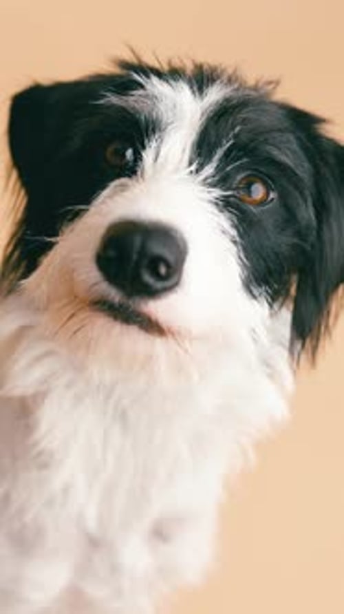 Adorable Black and White Dog Licking Its Nose Vertical