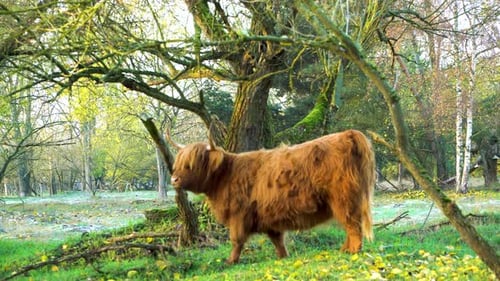 Majestic Highland Cow Grazing in Tranquil Meadow