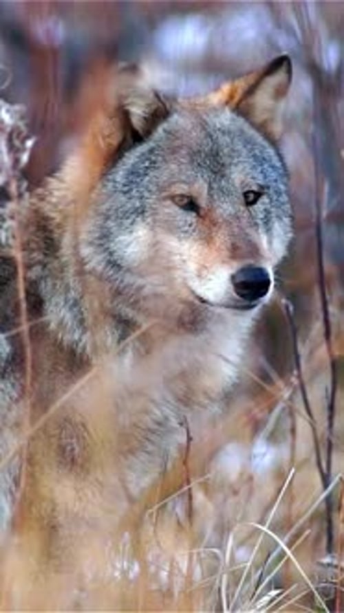Vertical View Of Wolf, Wildlife in Forest
