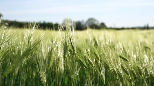 Sunset Wheat Field Green Wheat Sprouts on a Field in the Rays of Sunset with Young Shoots at Spring