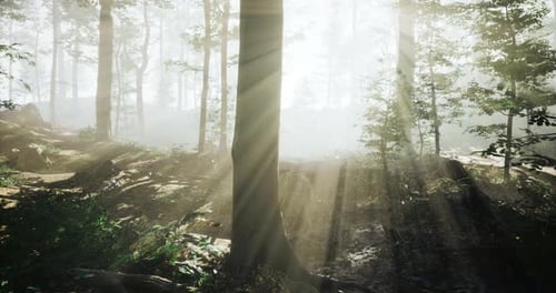 Sunlight Filtering Through Trees in a Serene Forest During Early Morning
