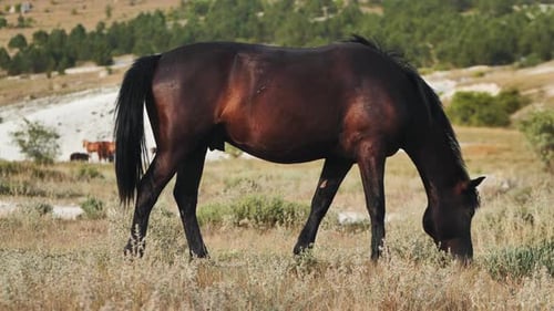 Dark Horse Grazing Peacefully Among Herd in Sunlit Meadow Embodying Serene Pastoral Landscape