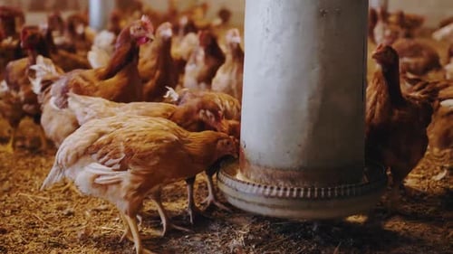 Close up Shot of chickens eating in a poultry farm.