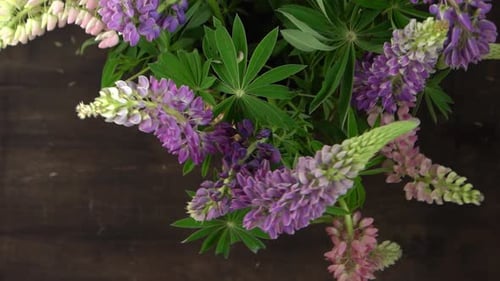 Lupine Flowers Bouquet of Purple and Pink Buds