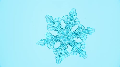 Snowflake under microscope