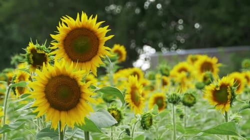 Sunflowers in the Field Swaying in the Wind