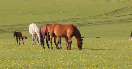 Pferde weiden auf einer grünen Wiese in einer Berglandschaft.