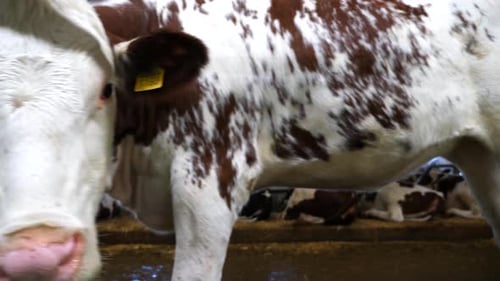 Retrato de curiosas vacas en el establo de una moderna granja lechera Un animal mamífero mira a la cámara la leche