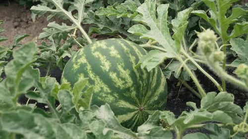 Pastèque verte poussant sur un paillis d'agrofibre noir dans un lit de jardin chaud
