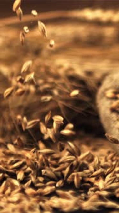 Super Slow Motion of Barley Grains Fall on the Table Filmed on a Highspeed Camera at 1000 Fps