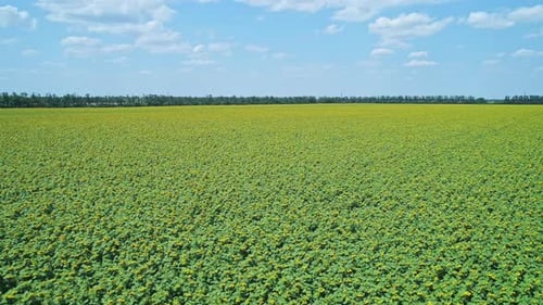 Aerial Over Beautiful Blooming Sunflower Field Picturesque Summer Scenery