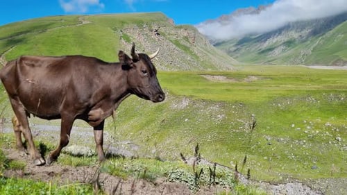 Brown Cow on Meadow in Front of an Idyllic Mountain Landscape Cattle on a Mountain Pasture