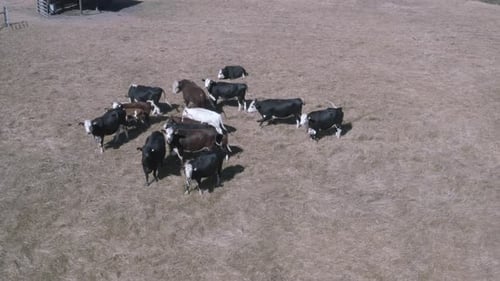 Les vaches laitières maintiennent la lactation en élevant des veaux. Ces vues aériennes de ces vaches sont regroupées