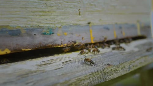 One Bee at the Entrance to a Wooden Hive Meets Pollen Collectors Guards the Queen Dances