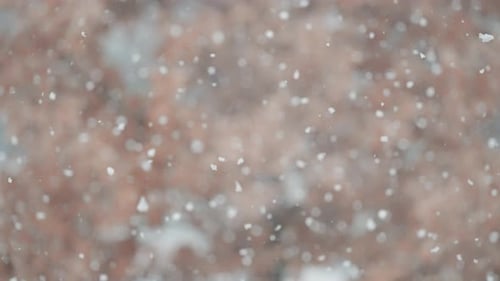 A close-up shot of snowflakes whirling in a snowstorm, with a tree of withered leaves in the backgro