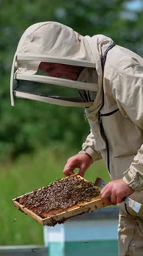 Examination of honey frames at apiary.