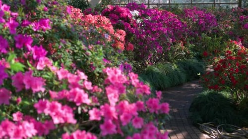 Flowering Azalea Bushes Growing in the Botanical Garden Close Up