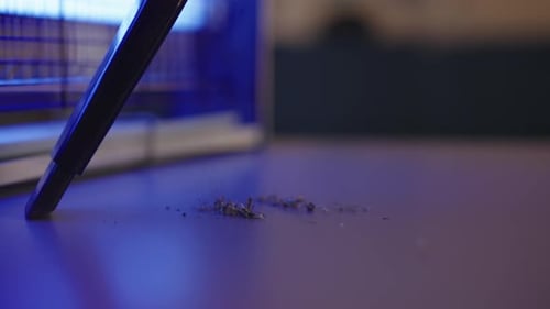 Dead Insects Near Electric Bug Zapper Device