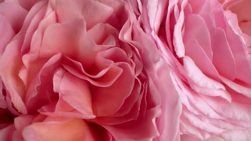 Makroansicht hellrosa Rosenblätter mit Tautropfen, toller Blumenhintergrund