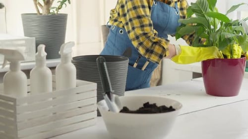 Woman Repotting Plant at Table Indoors