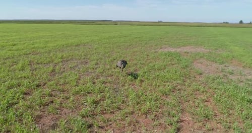 L'autruche est une ou deux espèces de grands oiseaux incapables de voler originaires d'Afrique. Vue aérienne.