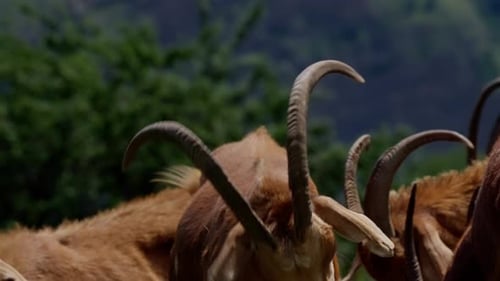 Brown Goats with Horns Gather in the Sun