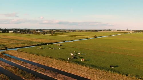 Aerial View of Cows Grazing in Green Fields