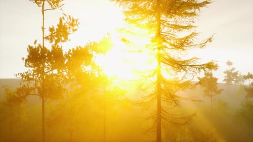 The Sun Glare Pass Through the Fog and Tree Branches
