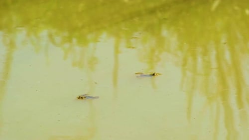 Indian Skittering frogs hop across rippling Bangladesh wetland water surface habitat